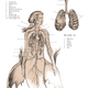 Illustration for article titled Mythological creatures are cooler when they're anatomically correct
